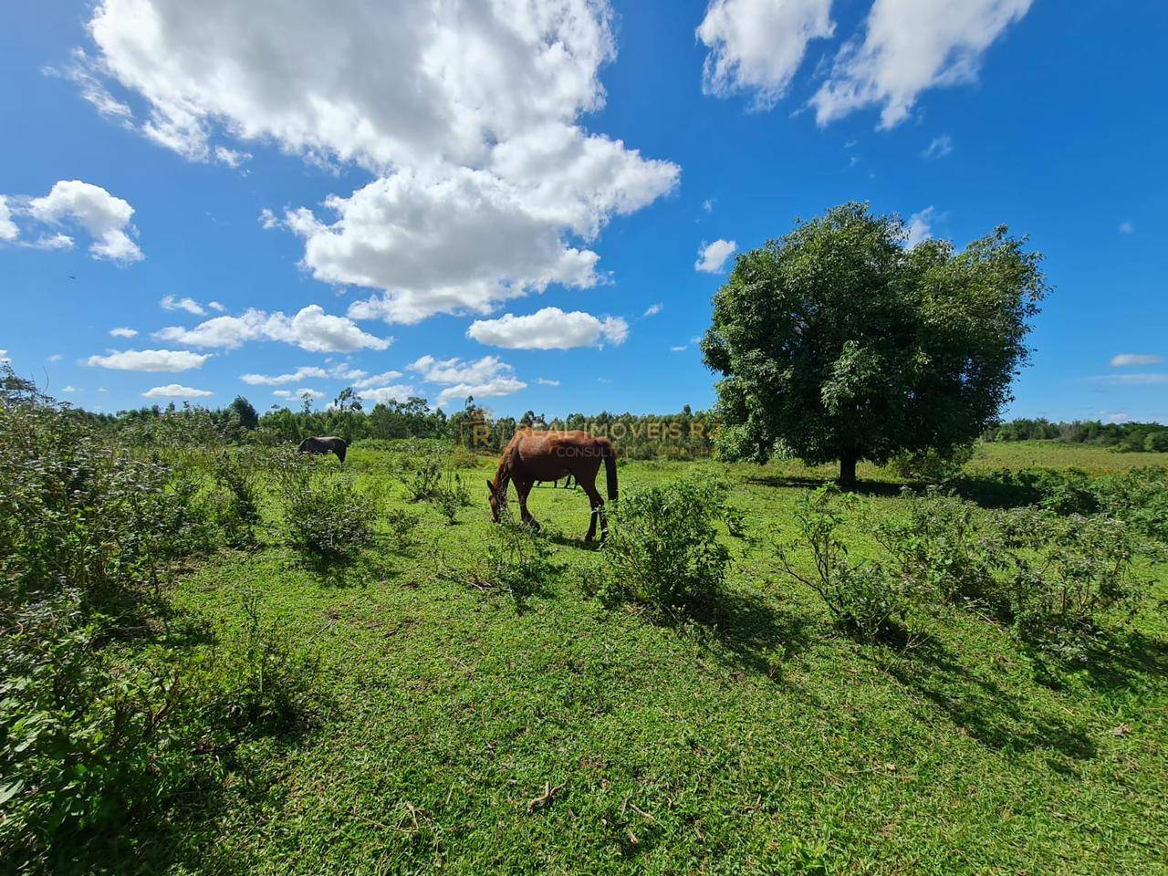 Terreno, 252 hectares - Foto 36